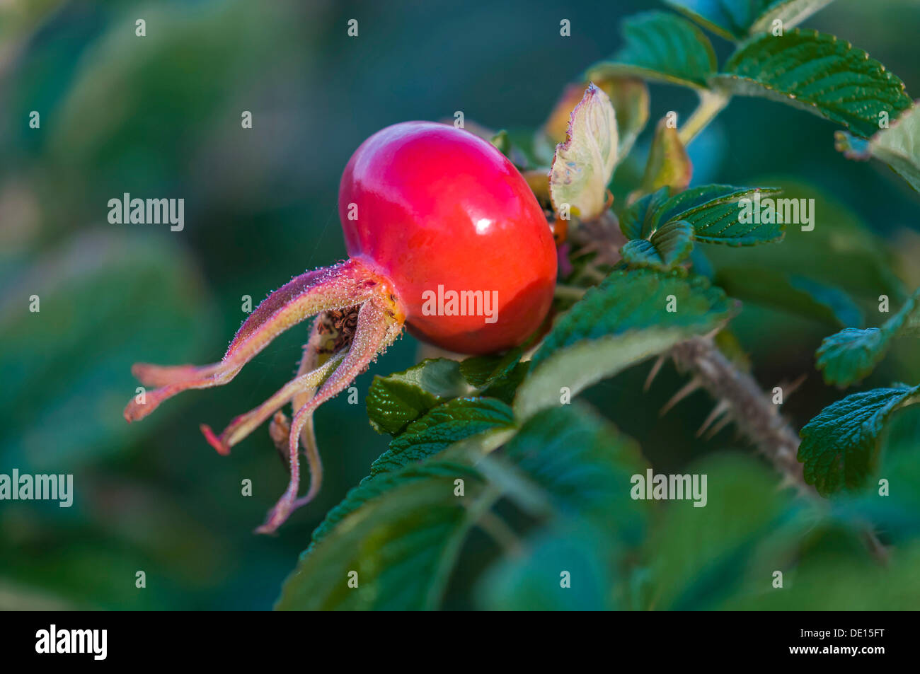 Hagebutte einer Rugosa Rose oder Beach-Tomate (Rosa Rugosa) Stockfoto