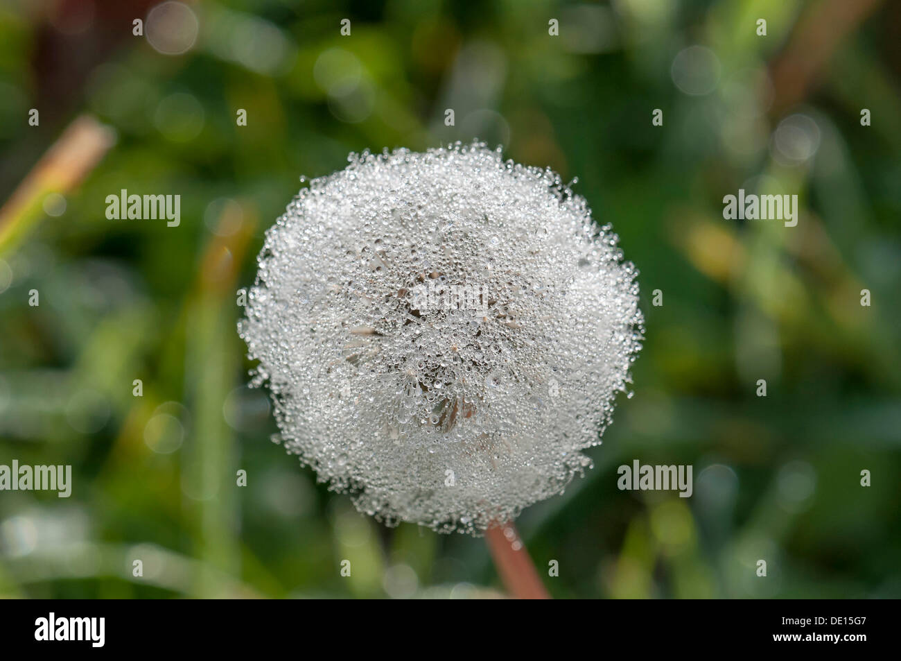 Löwenzahn, Löwenzahn (Taraxacum Officinale), Uhr mit dem Tau, Dreieich-Goetzenhain, Hessen Stockfoto