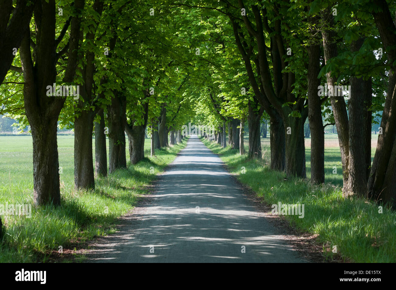 Kastanienbaum-Allee im Frühling, Naturschutzgebiet Mönchbruch, Mörfelden, Hessen, Deutschland Stockfoto