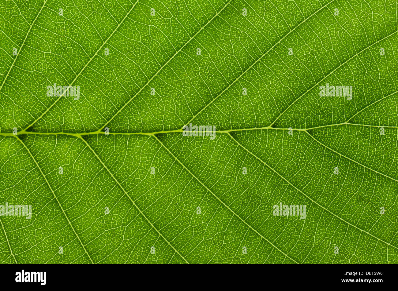 Blattstruktur von einem Schwarz-Erle (Alnus Glutinosa) im Durchlicht, detail Stockfoto