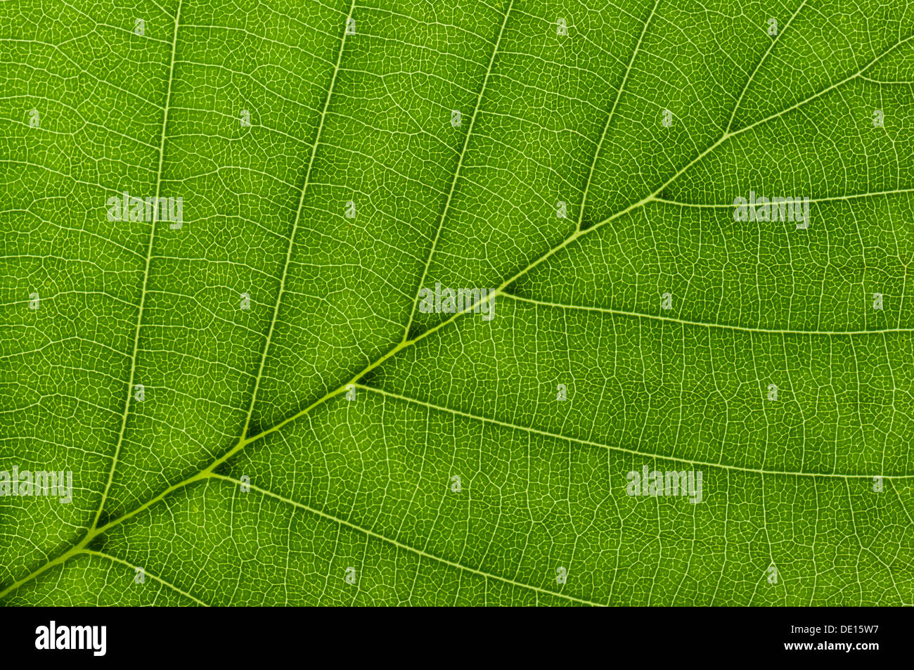 Blattstruktur von einem Schwarz-Erle (Alnus Glutinosa) im Durchlicht, detail Stockfoto