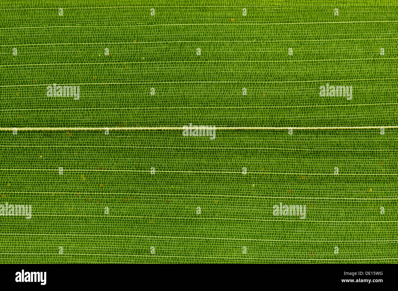 Blattstruktur aus Bambus (Bambuseae) im Durchlicht, detail Stockfoto