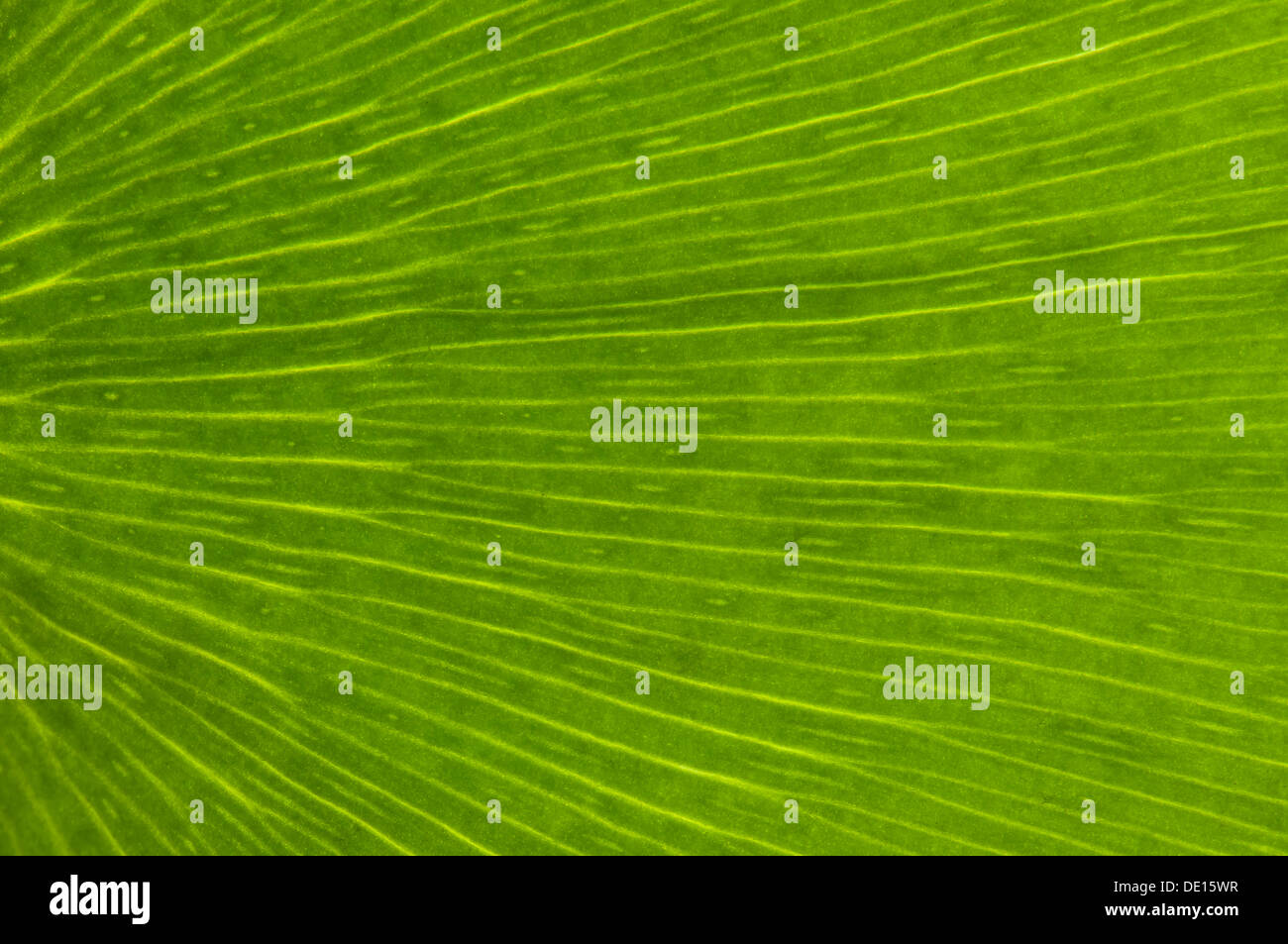 Blatt-Struktur von einem Ginkgo (Ginkgo Biloba), Detail, Frankfurt Am Main, Hessen, Deutschland Stockfoto