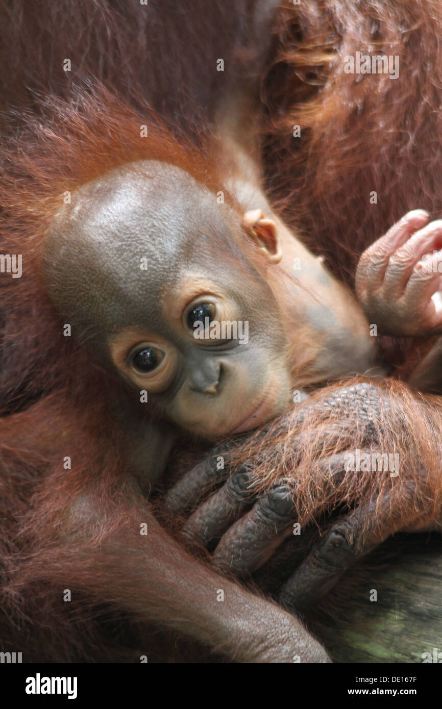 Ein wildes Leben Schuss von Orang-Utans in Gefangenschaft Stockfoto