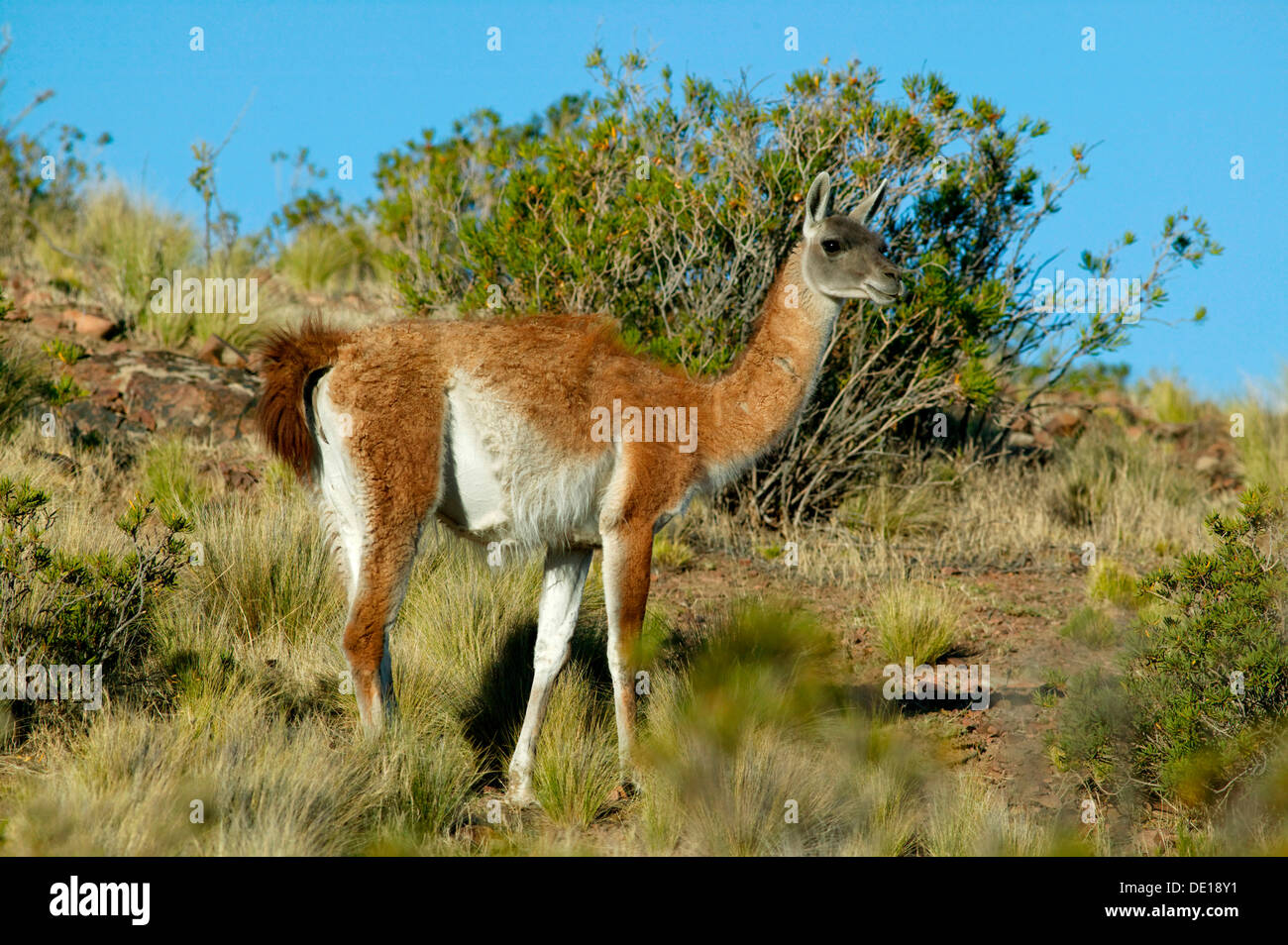 Guanako (Lama Guanicoe), Provinz Chubut, Patagonien, Argentinien, Südamerika Stockfoto