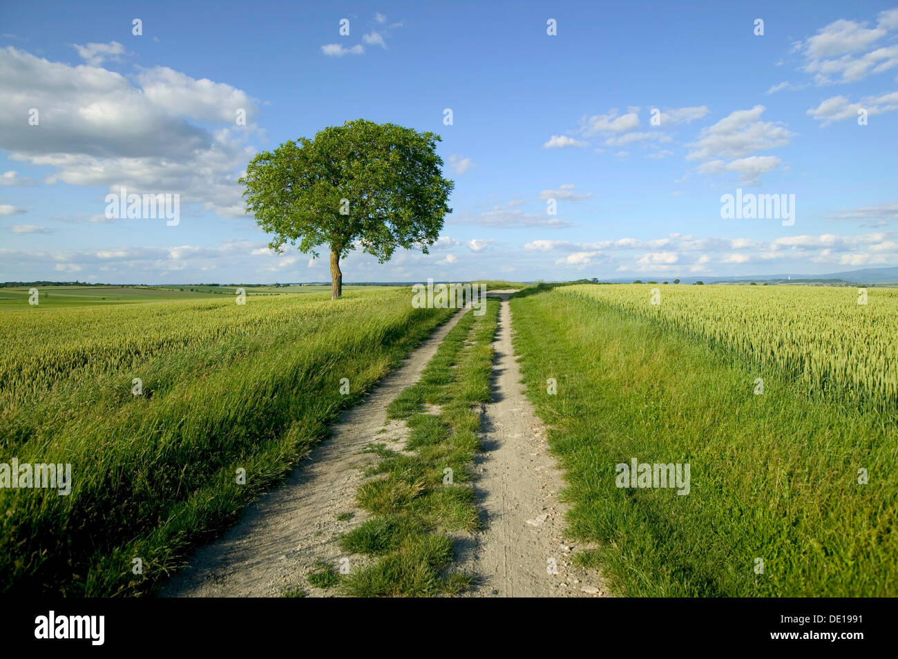 Agrarlandschaft, Limagne Ebene, Puy de Dome Auvergne, Frankreich Stockfoto