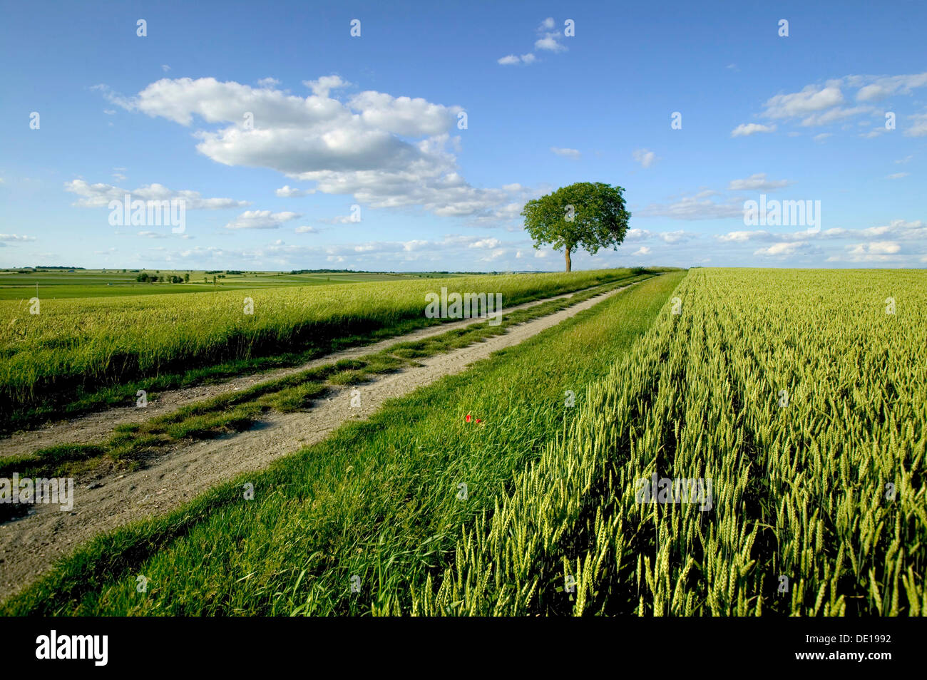 Agrarlandschaft, Limagne Ebene, Puy de Dome Auvergne, Frankreich Stockfoto