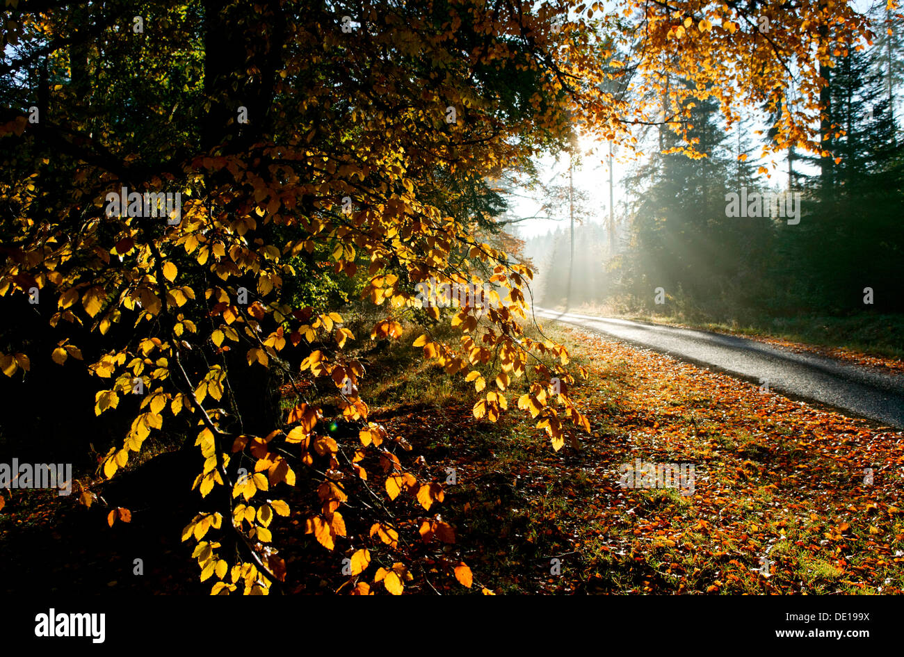 Frühen Morgen und Land Straße in den Wald, Herbst, Haute Loire, Auvergne, Frankreich, Europa Stockfoto