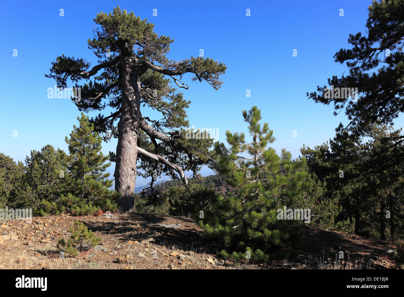 Zypern, Bäume, Kiefern im Troodos-Gebirge Stockfoto
