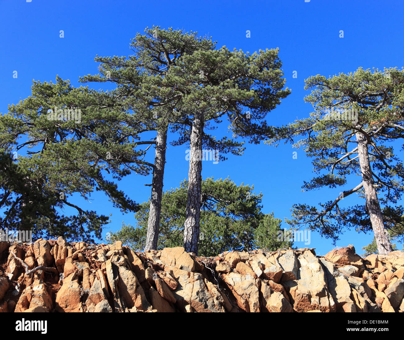 Zypern, Bäume, Kiefern im Troodos-Gebirge Stockfoto