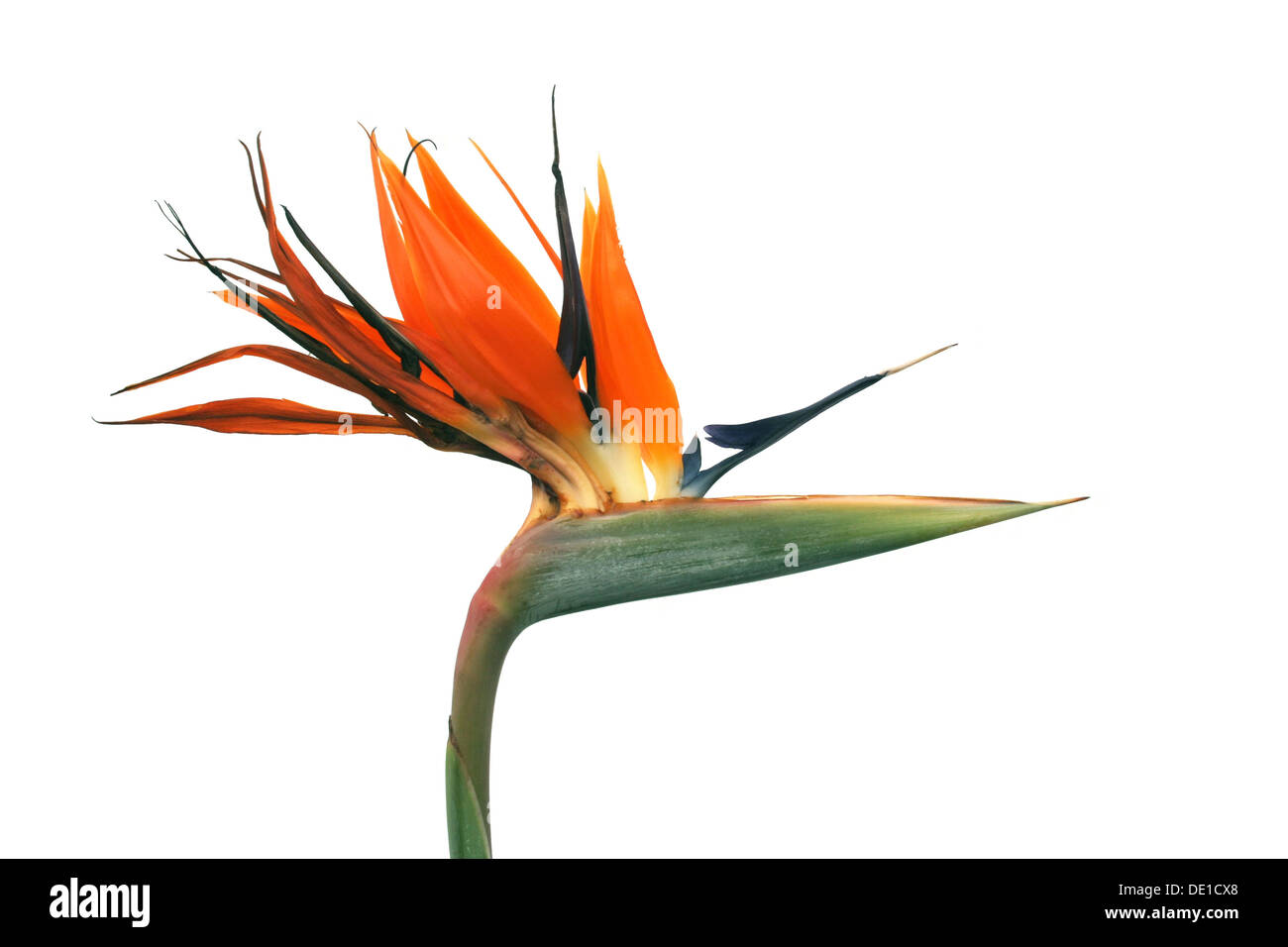 Strelitzia Blume auf klaren weißen Hintergrund Stockfoto