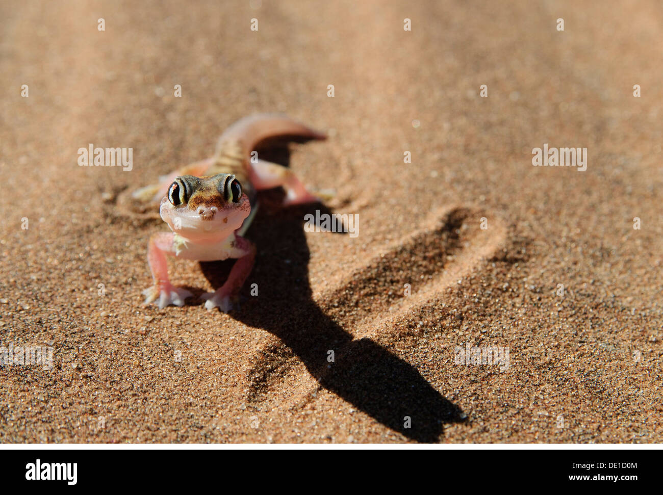 Zoologie/Tiere, Reptilien, Gecko, Web-footed Gecko, (palmatogecko rangei), Wüste Namib, Namibia, Afrika, Additional-Rights - Clearance-Info - Not-Available Stockfoto