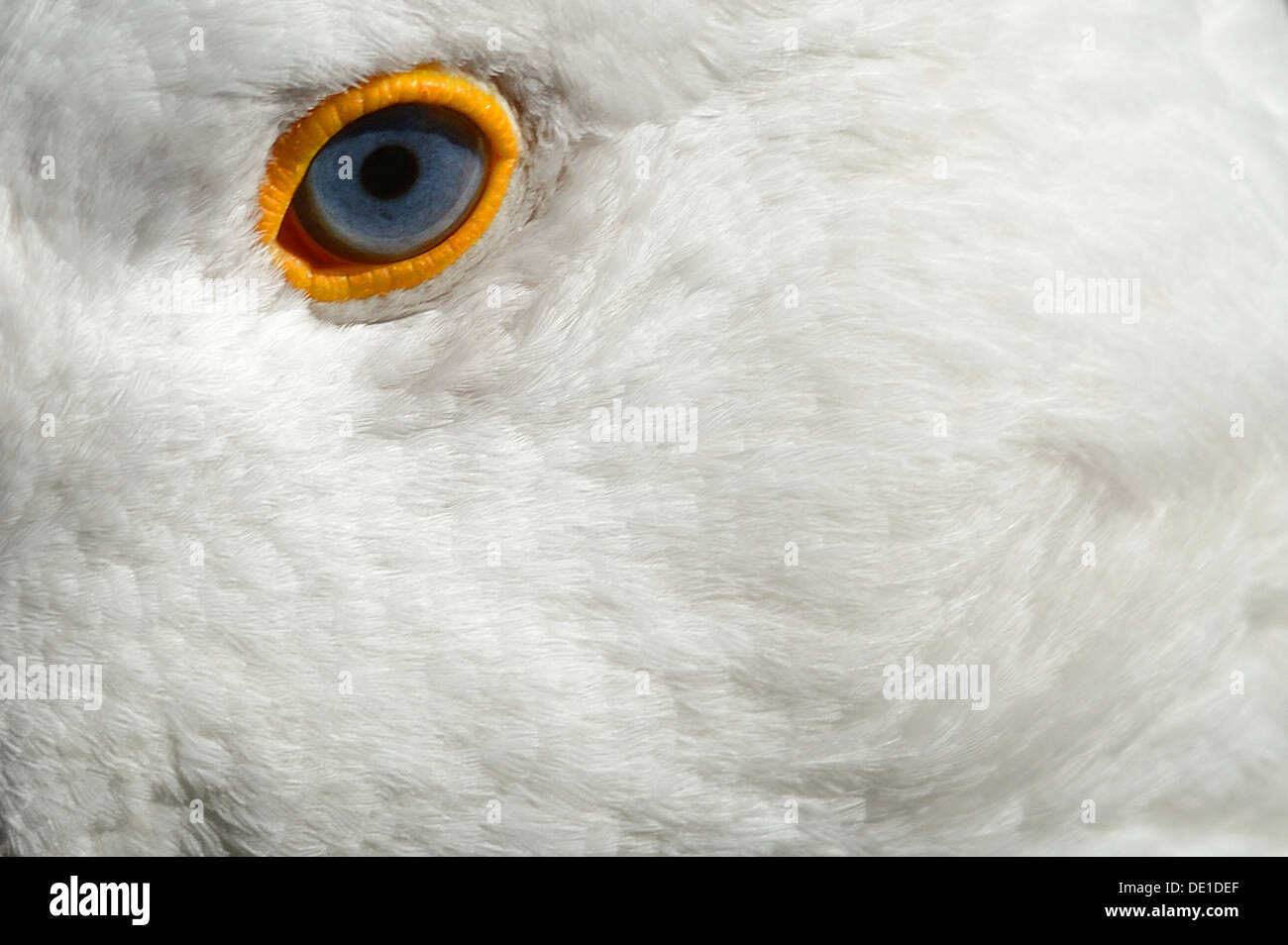 Ein Close Up eines Kopfes einer Gans Stockfoto