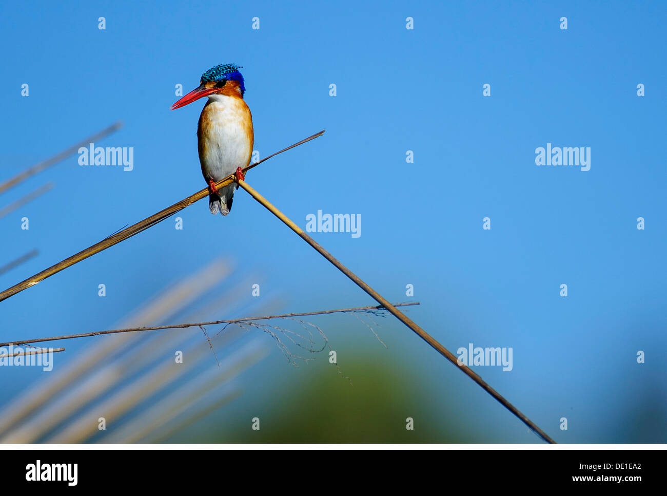 Malachite kingfisher okavango delta Fotos und Bildmaterial in hoher