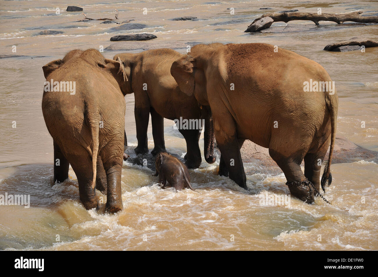 Elefanten in Sri lanka Stockfoto