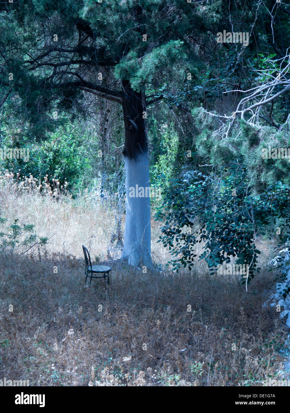 Blau getönten Bild des einsamen Stuhl unter Kiefer in einsamen Olivenhain Stockfoto
