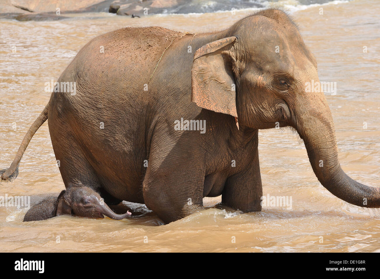 Elefanten in Sri lanka Stockfoto
