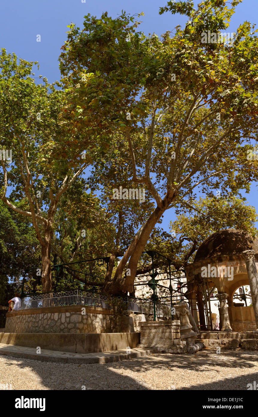 Platane des Hippokrates und Moschee Font in Kos-Stadt, Insel Kos, Dodekanes Inselgruppe, Griechenland. Stockfoto