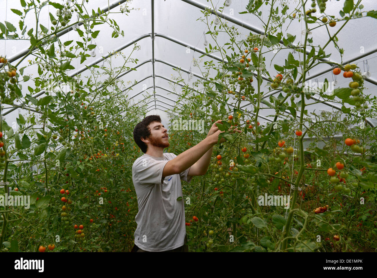 Yale Universitätsstudent Jackson Blum, arbeitet 15, für den Sommer bei Yales Bio-Garten. Stockfoto