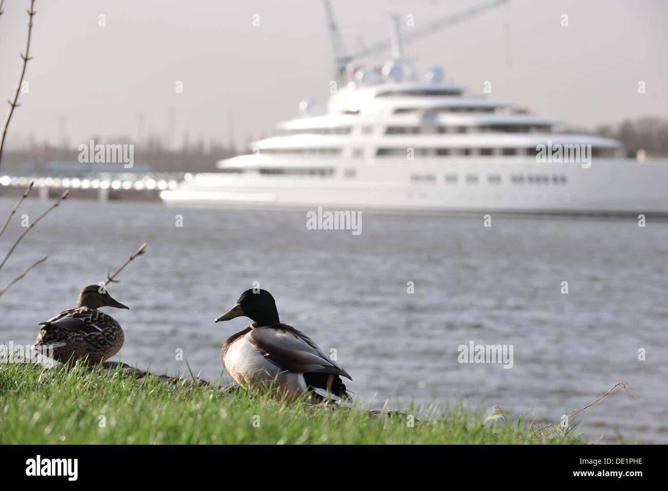 Bremen, Deutschland, Enten im Hintergrund Luxusyacht Azzam- Stockfoto