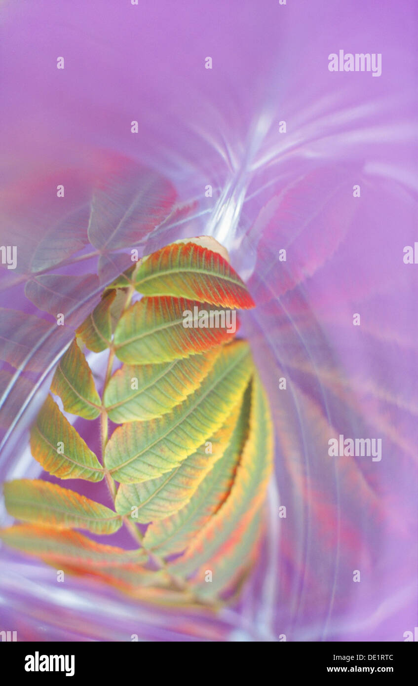 Herbst Blatt im Glaskörper violettem Hintergrund Stockfoto
