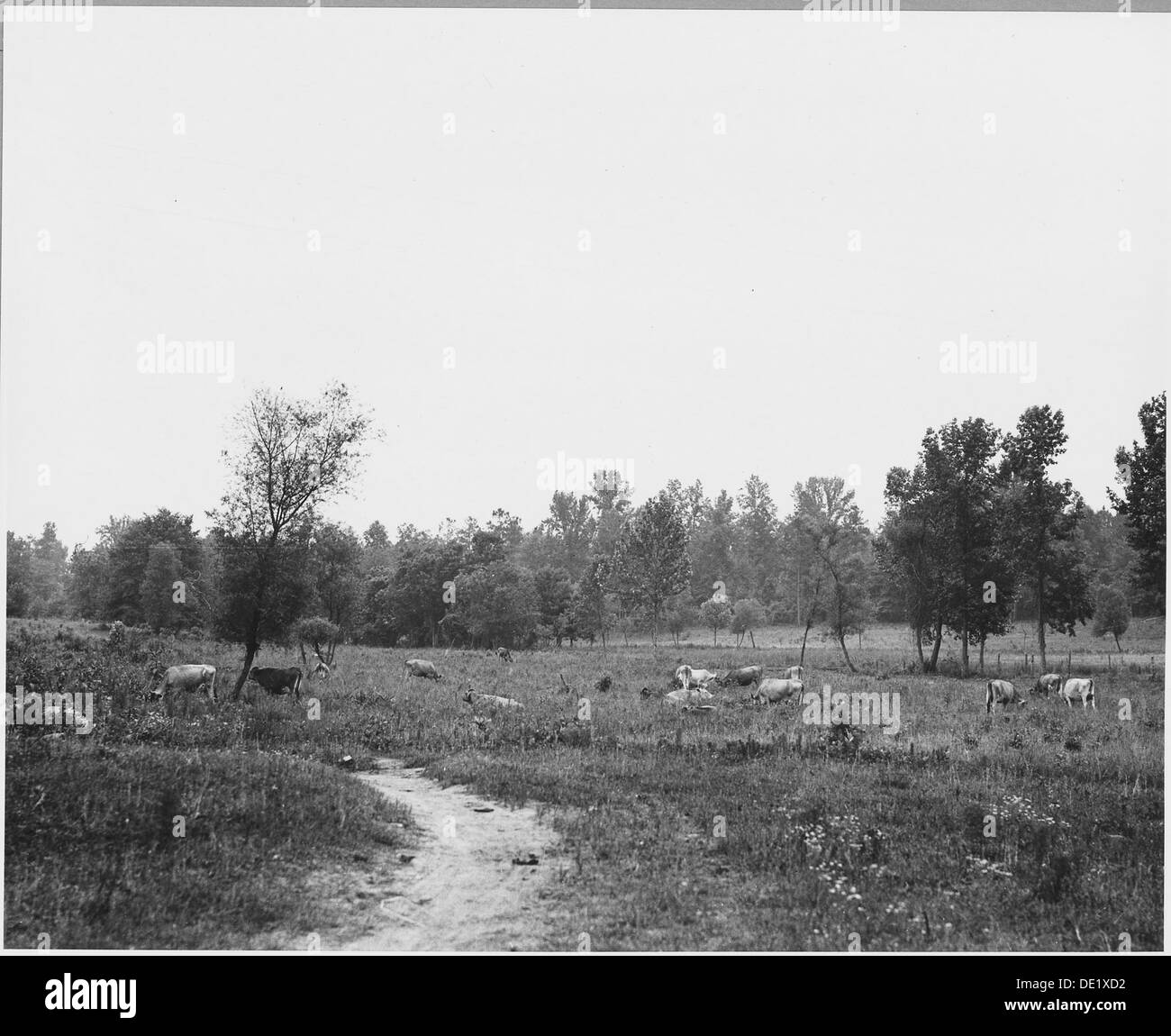 Harmonie-Community, Putnam County, Georgia. Die meisten der Milchkühe sind Trikots oder Jersey Qualitäten. Dies... 521315 Stockfoto