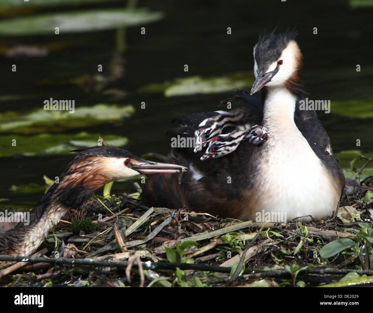 Haubentaucher (Podiceps Cristatus) brüten auf dem Nest & Jugendliche von ihren Eltern (mehr als 30 Bilder in Serie) gefüttert Stockfoto