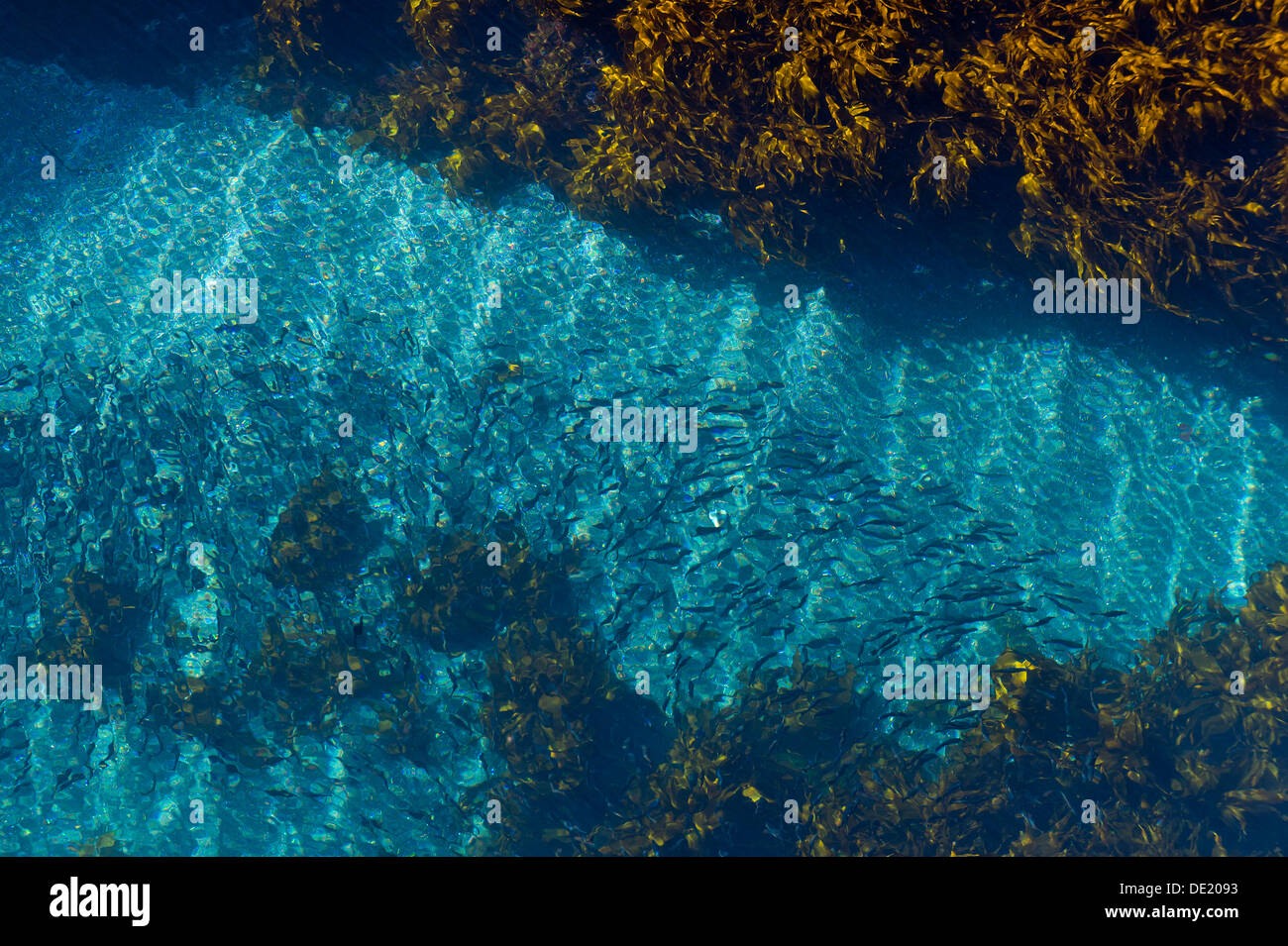 Fischschwarm im blauen Meer Gjogv, Eysturoy, Färöer Inseln, Dänemark Stockfoto