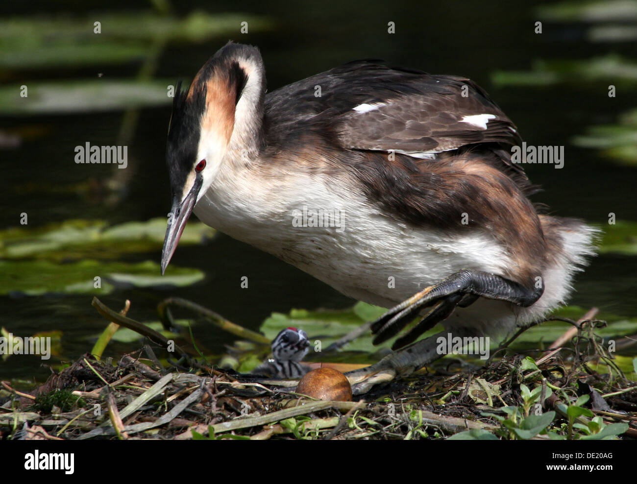 Haubentaucher (Podiceps Cristatus) brüten auf dem Nest & Jugendliche von ihren Eltern (mehr als 30 Bilder in Serie) gefüttert Stockfoto