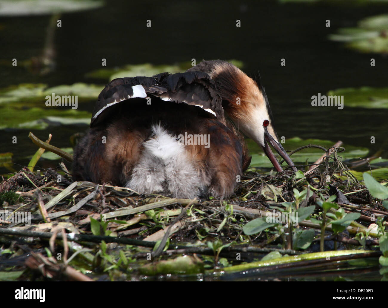 Haubentaucher (Podiceps Cristatus) brüten auf dem Nest & Jugendliche von ihren Eltern (mehr als 30 Bilder in Serie) gefüttert Stockfoto