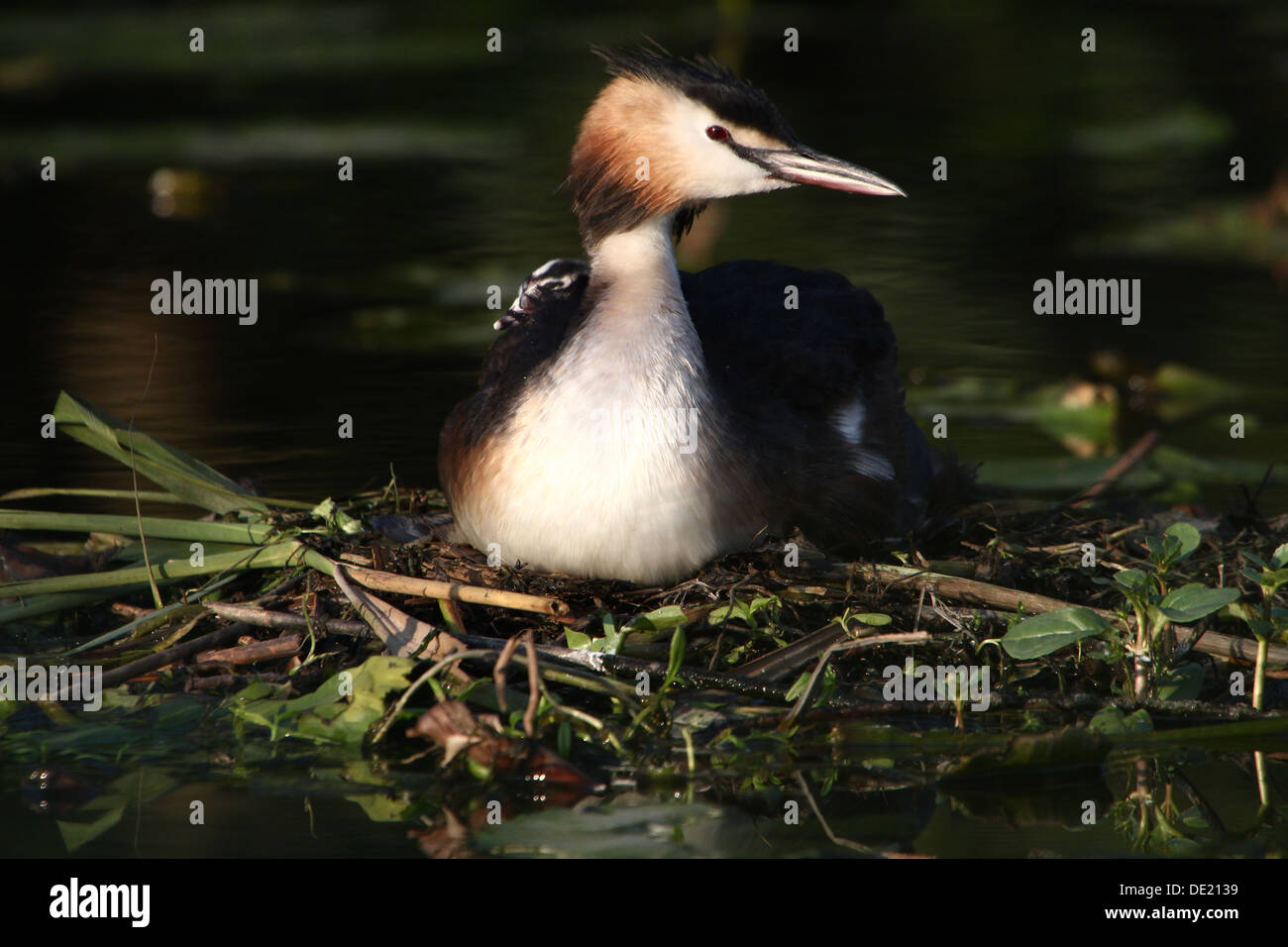 Haubentaucher (Podiceps Cristatus) brüten auf dem Nest & Jugendliche von ihren Eltern (mehr als 30 Bilder in Serie) gefüttert Stockfoto
