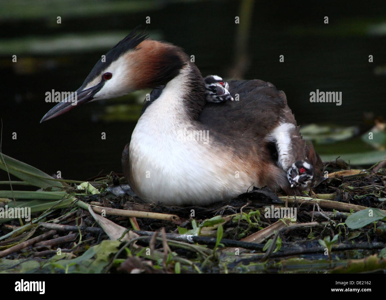 Haubentaucher (Podiceps Cristatus) brüten auf dem Nest & Jugendliche von ihren Eltern (mehr als 30 Bilder in Serie) gefüttert Stockfoto
