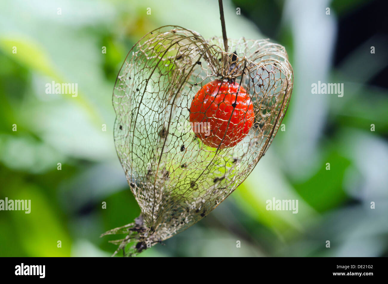 Blase Kirsche, chinesische Laterne (Physalis Alkekengi Franchetii Orange), reife Frucht, Bayern Stockfoto