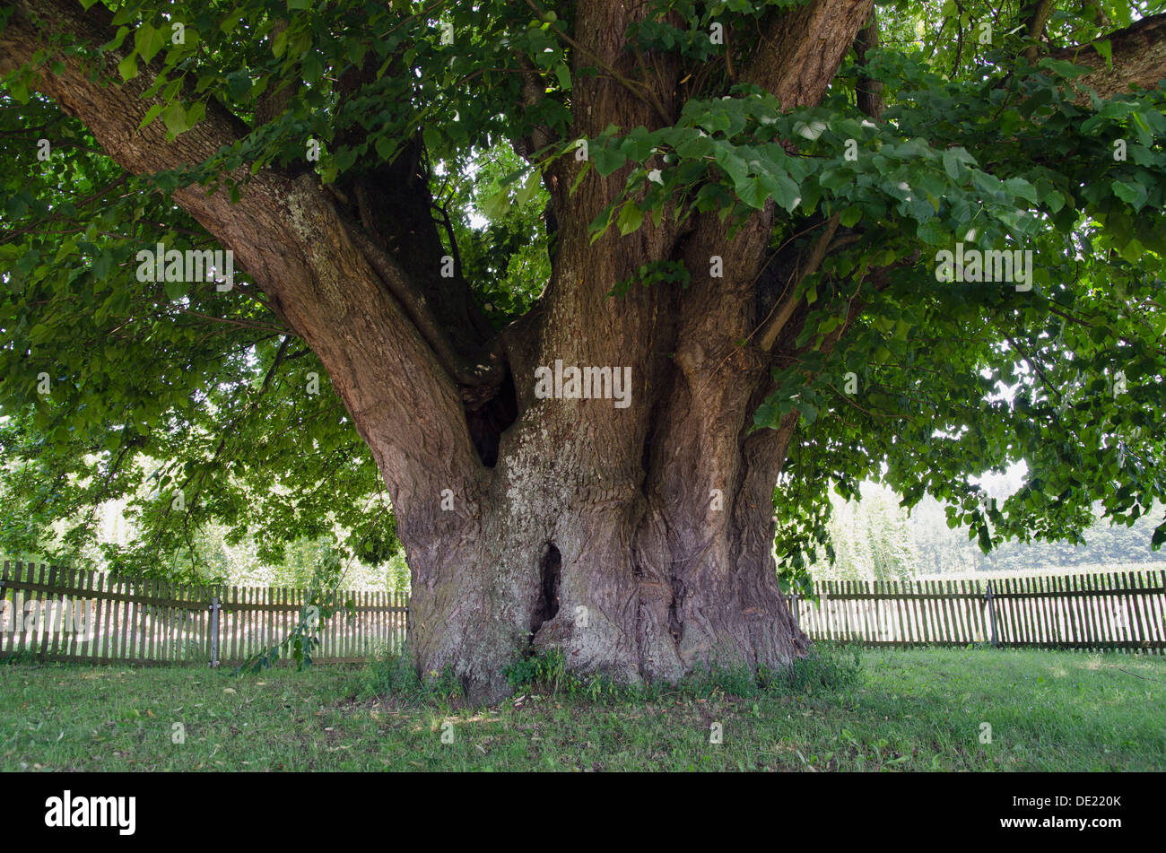 Alte Linde (Tilia), Naturdenkmal in der Nähe von Mainburg, Hallertau Bereich, Bayern Stockfoto