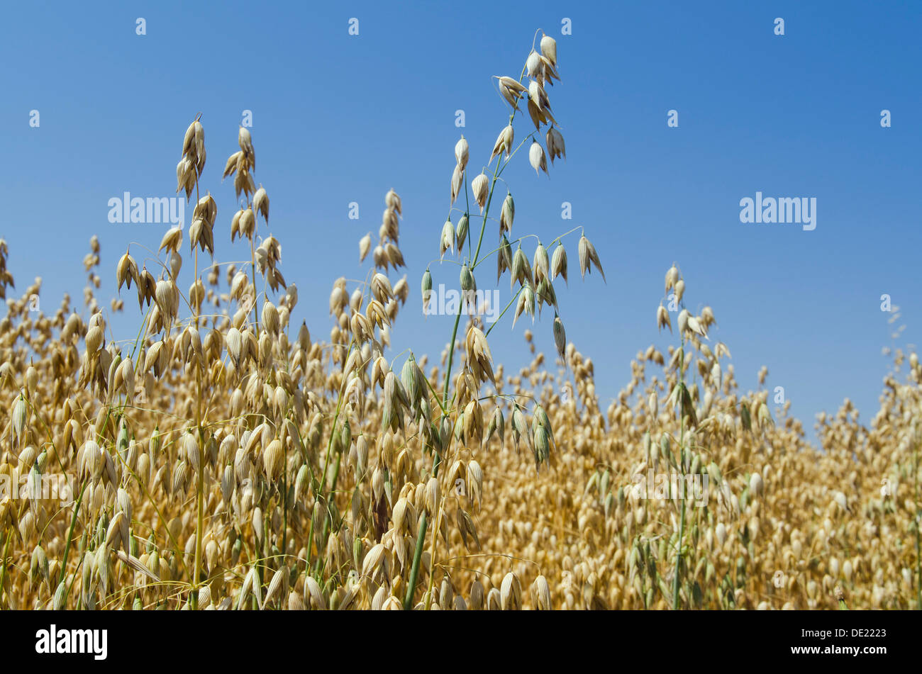 Ohr von Getreide in einem Feld von Hafer (Avena), Bereich Hallertau, Mainburg, Bayern Stockfoto