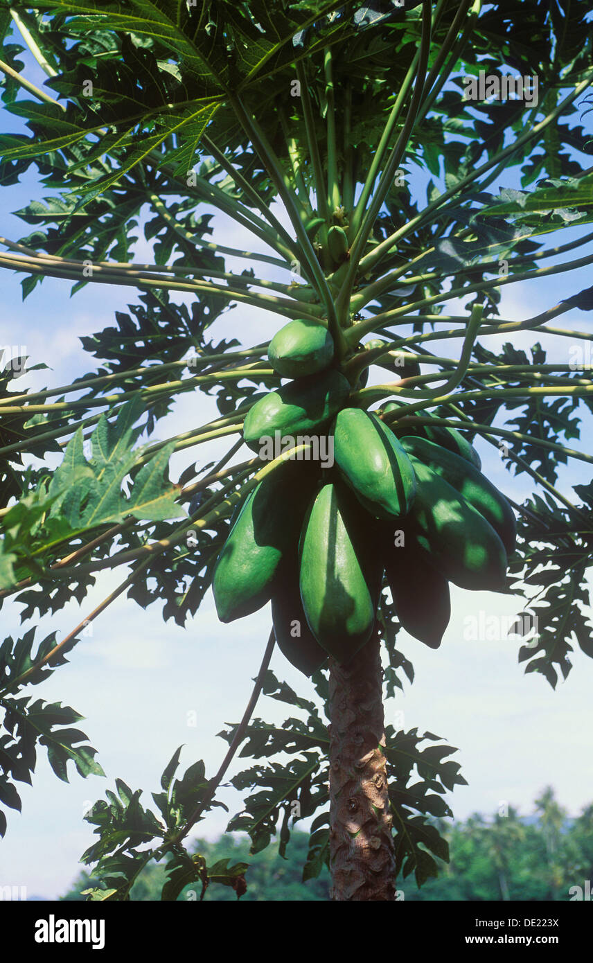 Papaya (Carica Papaya), Früchte wachsen auf einem Baum, Ubud, Bali, Indonesien Stockfoto