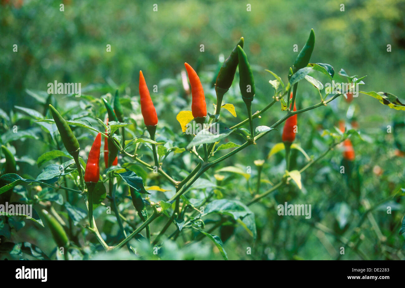 Rote und grüne Paprika (Capsicum) wachsen auf einem Feld, Ubud, Bali, Indonesien Stockfoto