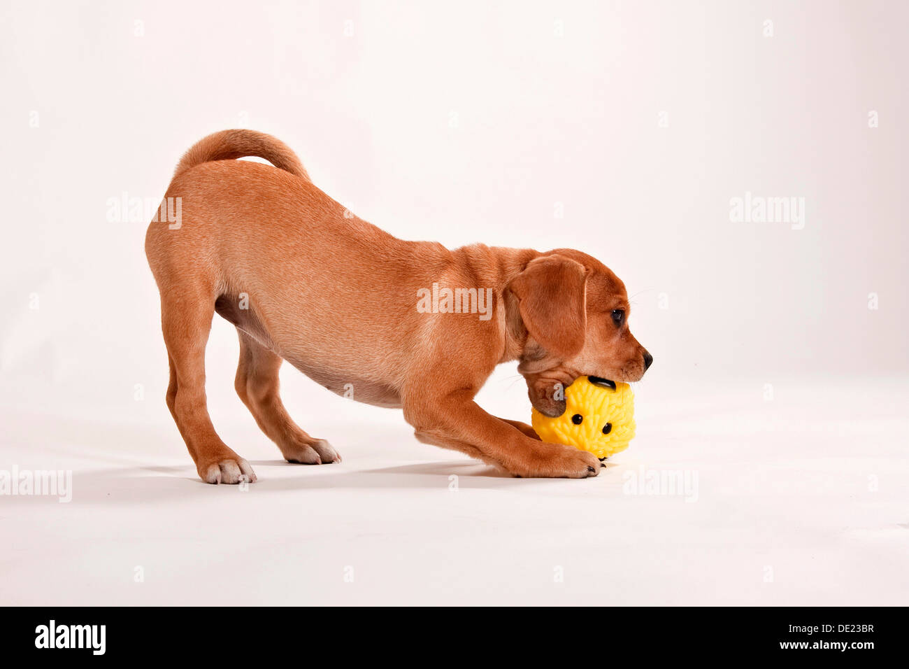 Puggle Welpen spielen mit einem ball Stockfoto