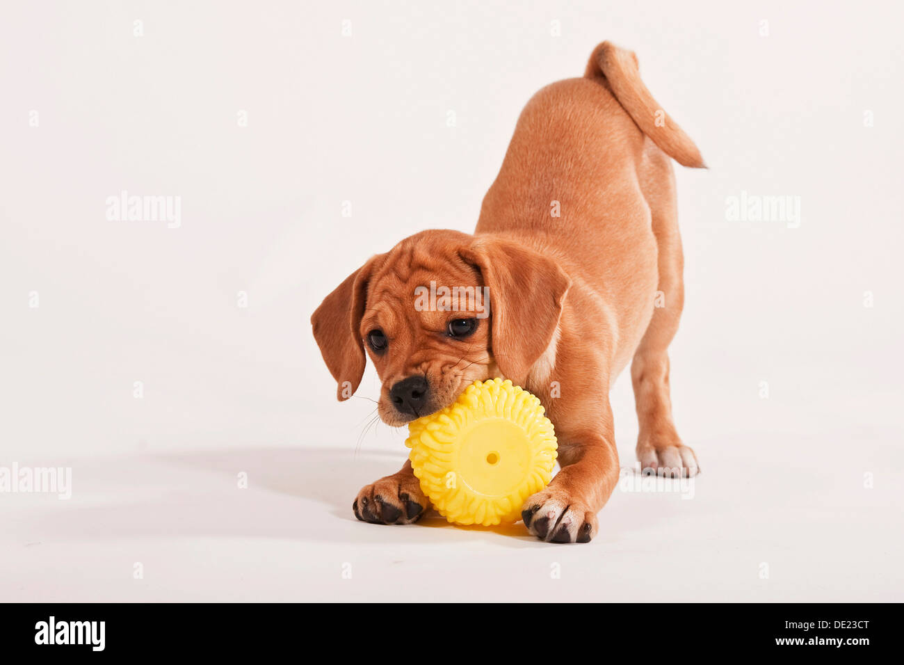 Puggle Welpen spielen mit einem ball Stockfoto