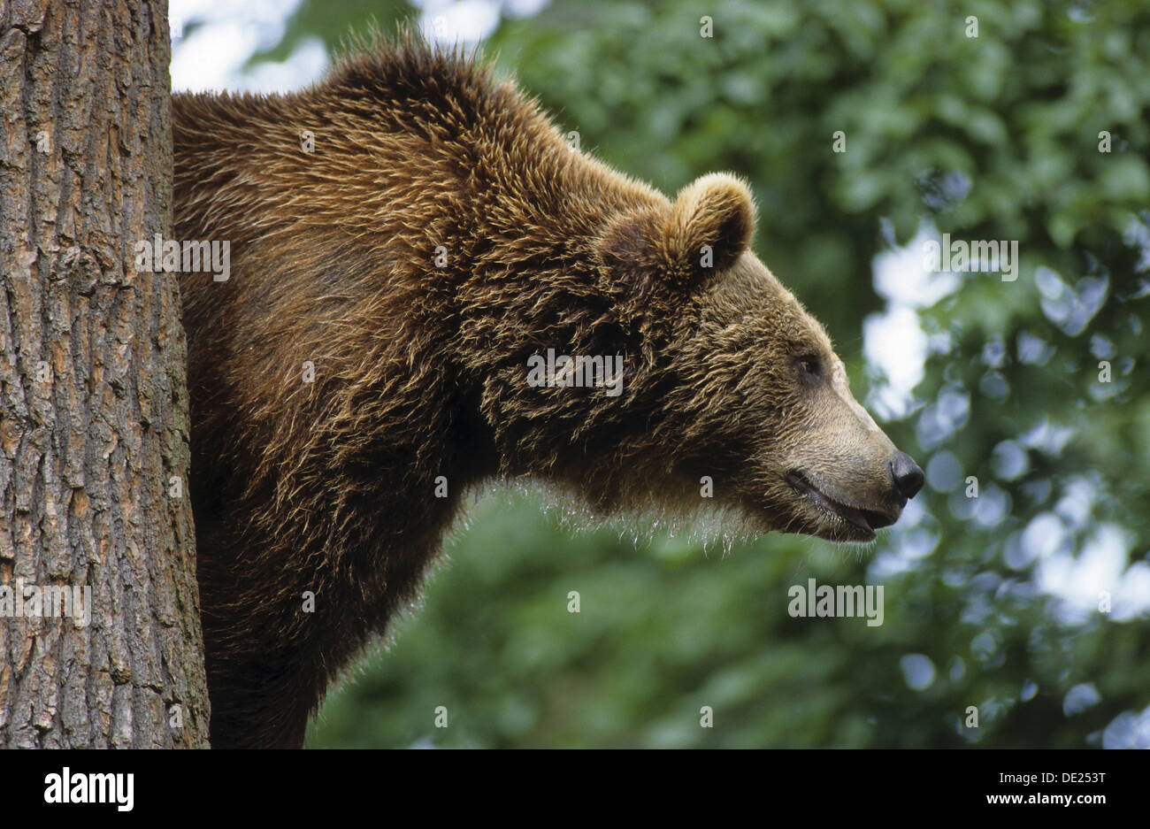 Brauner Bär, Bären, Braunbär, Braun-Bär, Bär, Bären, Ursus arctos Stockfoto