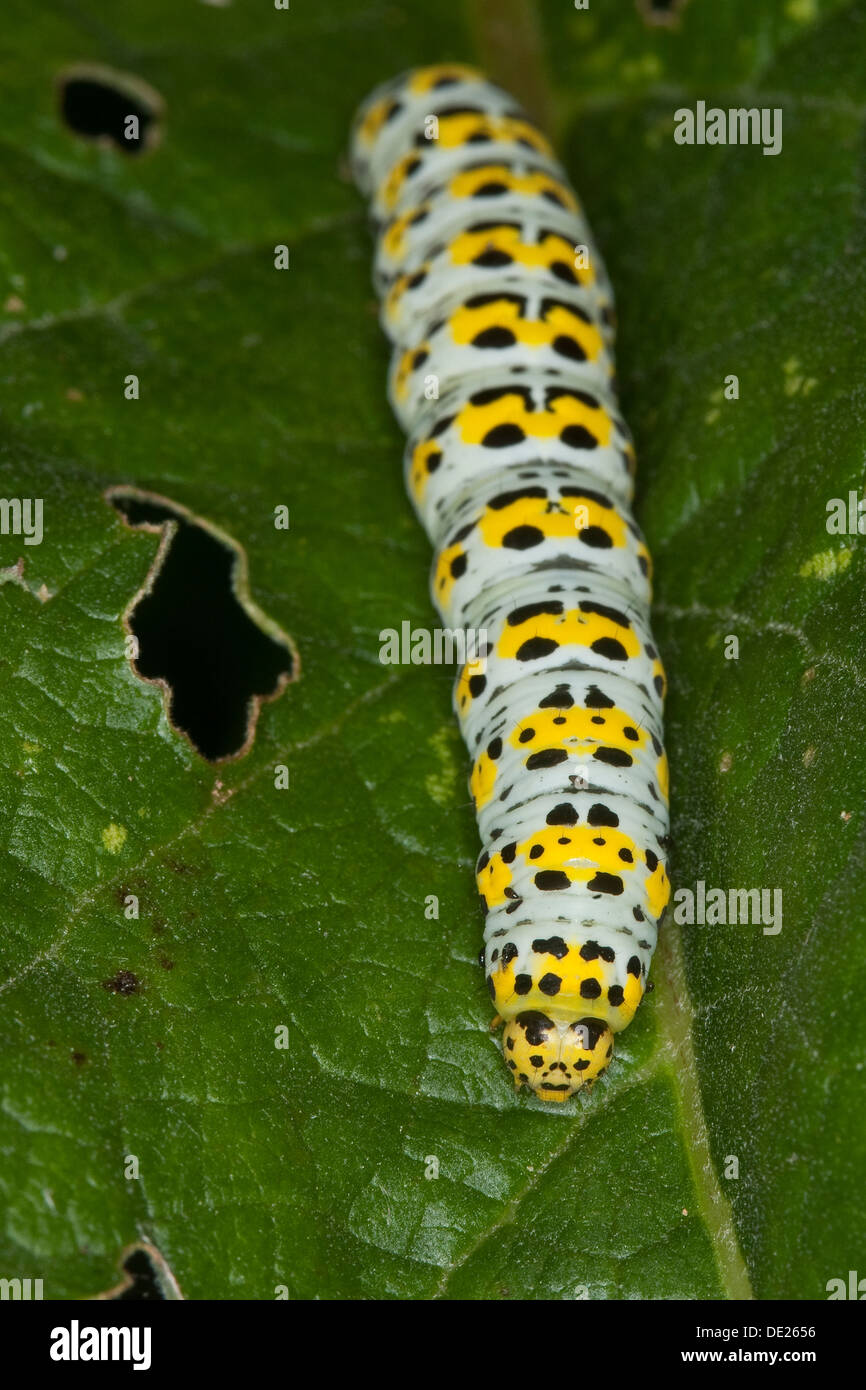 Königskerze Motte, Raupe, Brauner Mönch, Königskerzen-Mönch, Wollkrauteule, Raupe, Shargacucullia Verbasci, Cucullia Verbasci Stockfoto