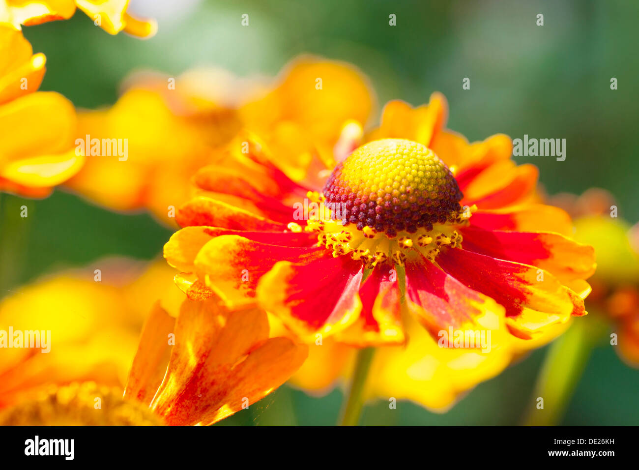Sneezeweed (Helenium), Blumen, gelb und Orange, Sachsen, Deutschland Stockfoto