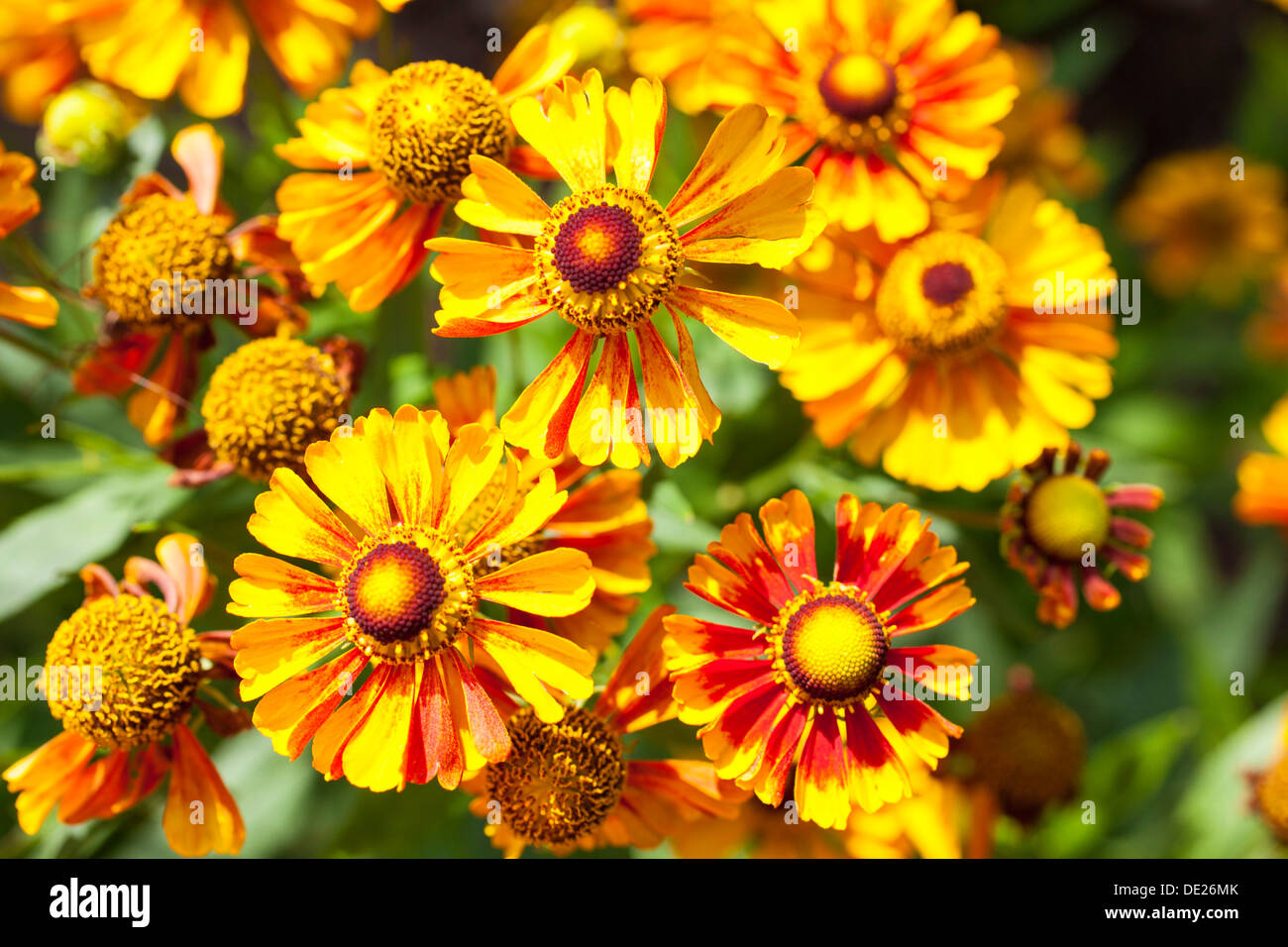 Sneezeweed (Helenium), Blumen, gelb und Orange, Deutschland Stockfoto