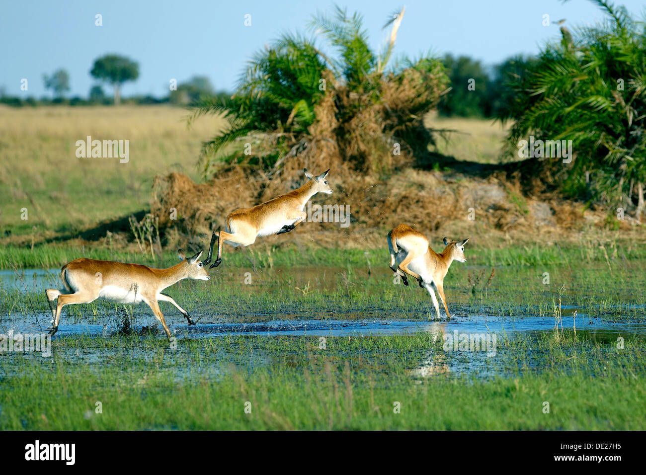 Letschwe oder südlichen Letschwe (Kobus Leche), Okavango Delta, Botswana, Afrika Stockfoto