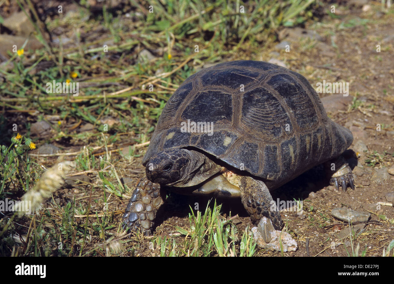 Margin Schildkrte, Schildkrte, Landschildkrte, Testudo Marginata,  Breitrandschildkrte, Breitrand Schildkrte ausgestoenen Stockfotografie -  Alamy