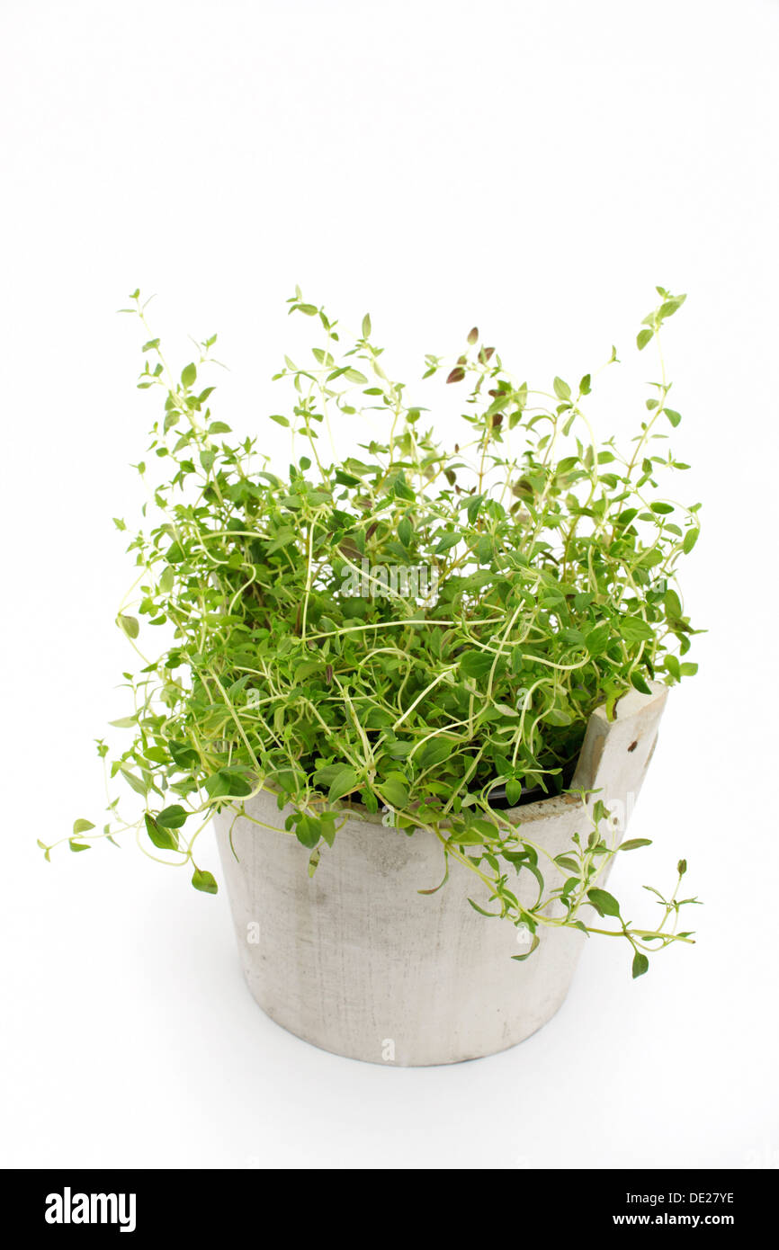 Oregano (Origanum Vulgare), Kraut, Heilpflanze Stockfoto