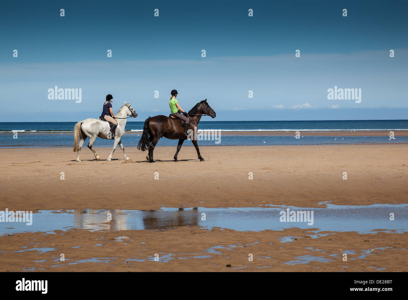 Pferde am Strand von Holkham Bucht, in der Nähe von Holkham, Norfolk Stockfoto