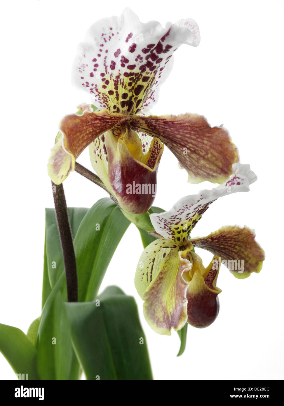 Hausschuh-Orchidee (Paphiopedilum Sorten) Stockfoto