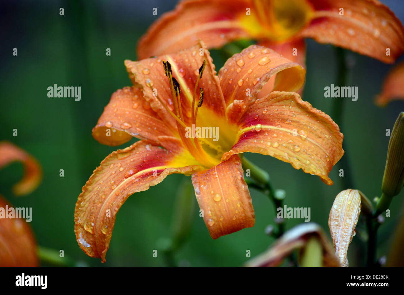 Nach Regen blühen Stockfoto