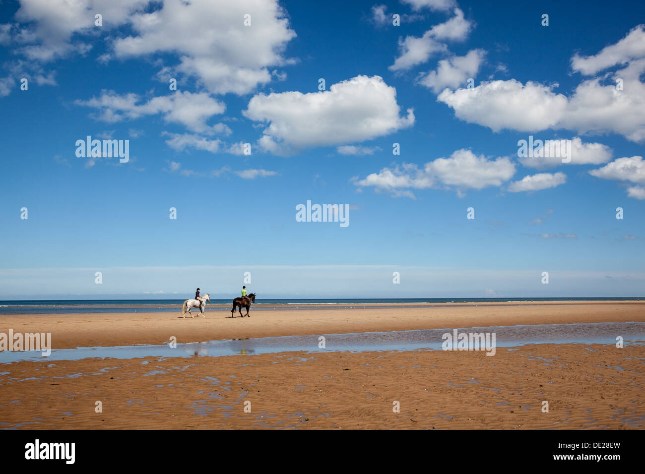 Pferde am Strand von Holkham Bucht, in der Nähe von Holkham, Norfolk Stockfoto